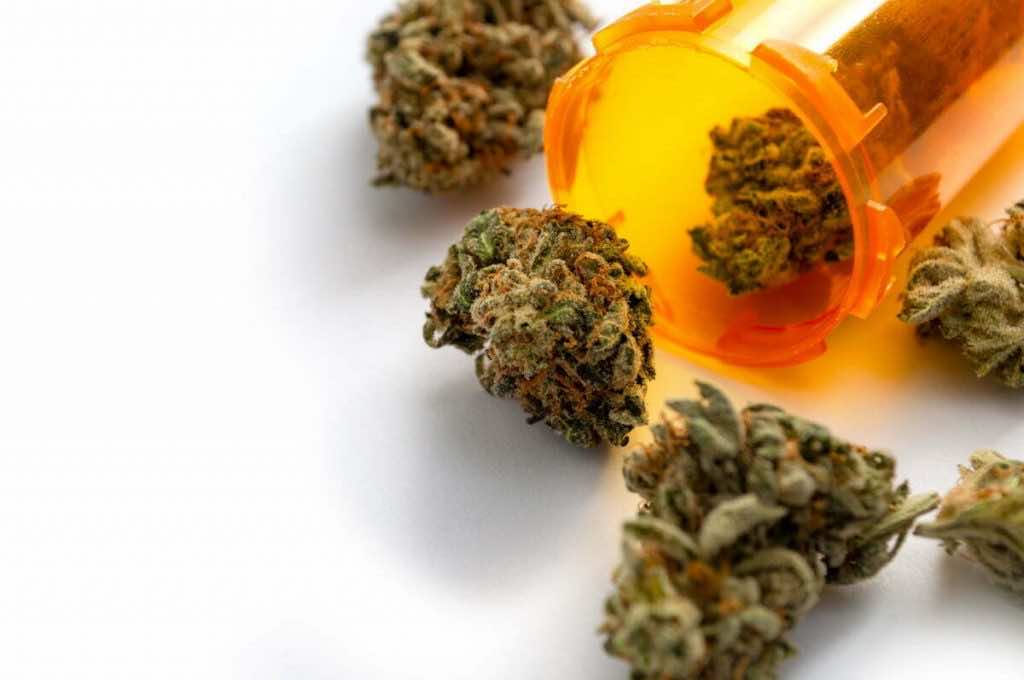 Pharmedio susz marihuana konopie