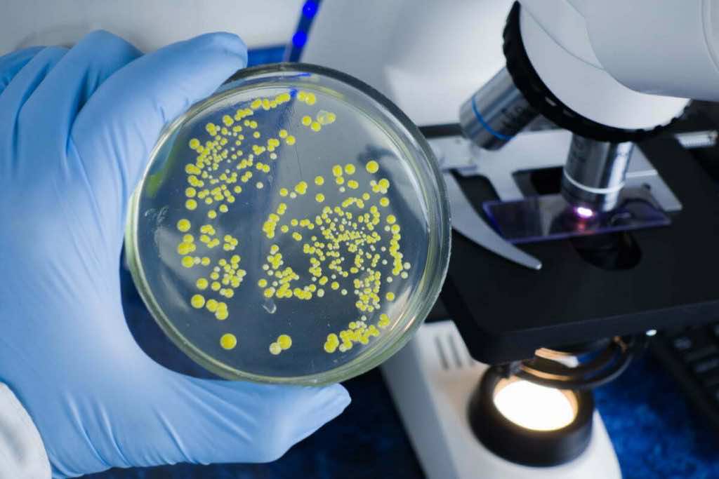 Pharmedio Bakterie probiotyki mikroskop infekcja laboratorium