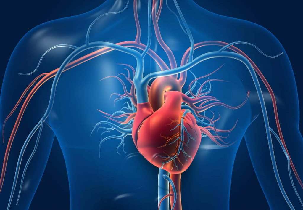 Pharmedio serce naczynia układ krwionośny krew