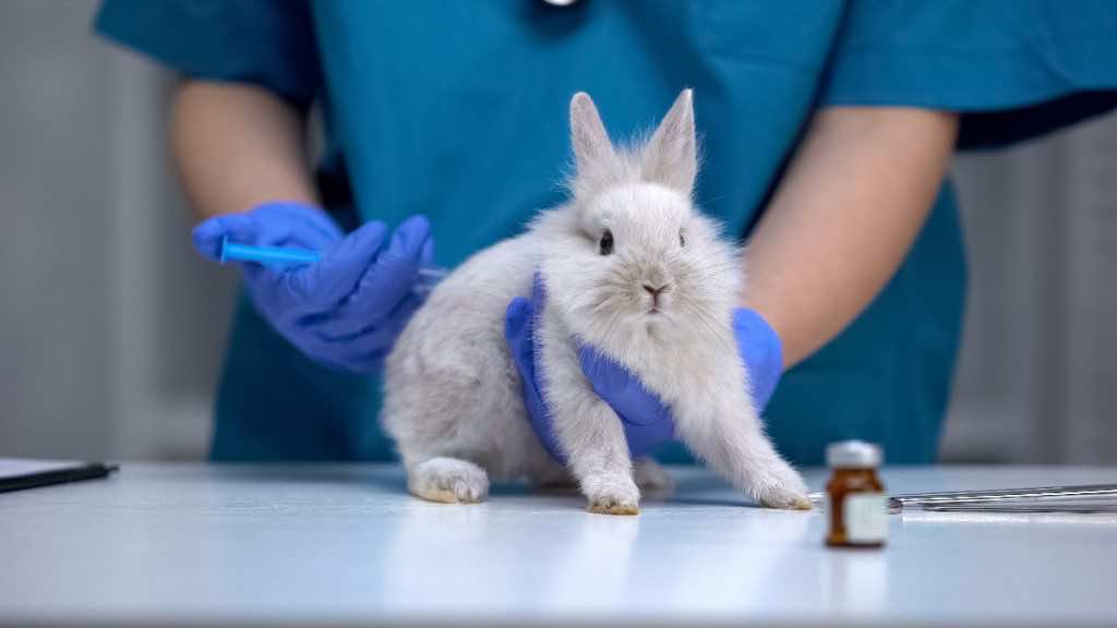 Pharmedio badania kliniczne zwierzętach królik doświadczalny test fazy