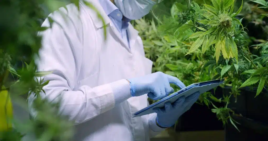 PHarmedio cannabis marihuana konopie lecznicze uprawa plantacja