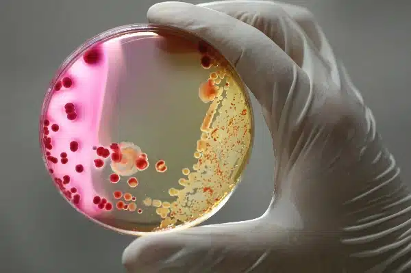 Bakterie probiotyki mikrobiota flora