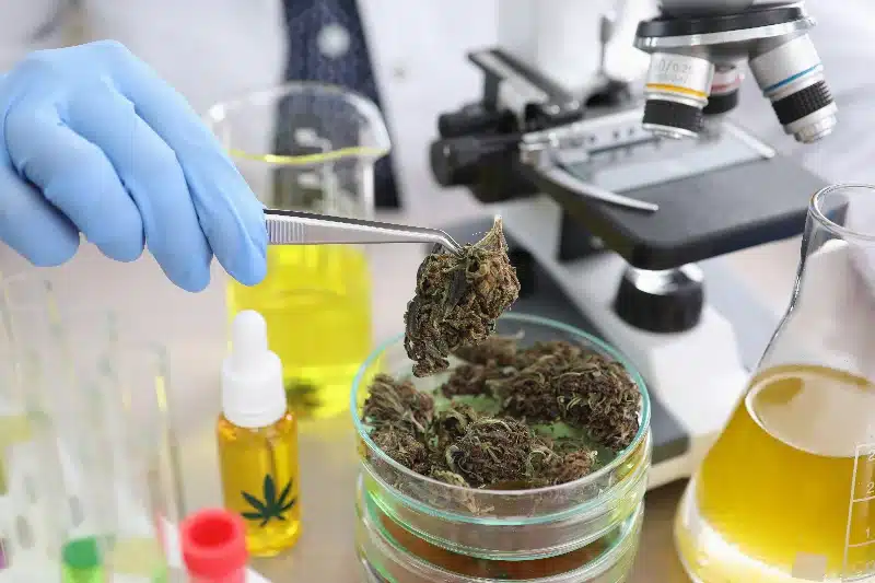 marihuana, susz, konopie medyczne, CBD, THC
