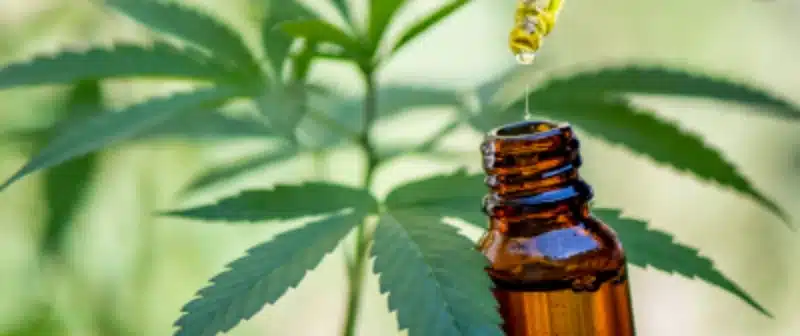 olejek cbd marihuana medyczna konopie