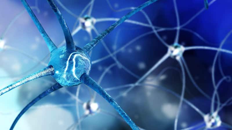 Układ nerwowy, neurony, synapsy,